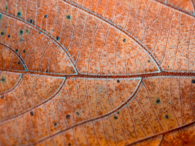 AUTUMN PATHWAYS