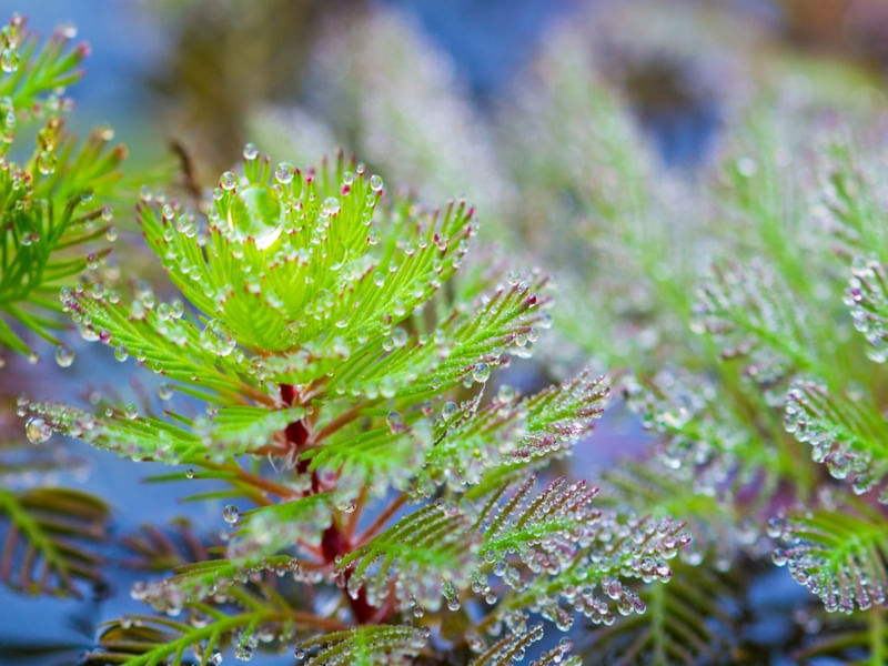 FLORESTA BOREAL