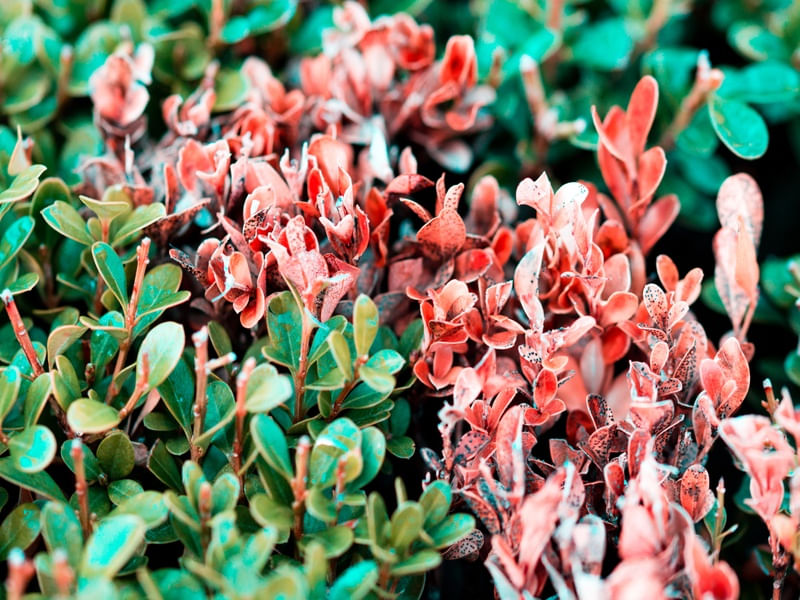 FRONTEIRA NATURAL (3)