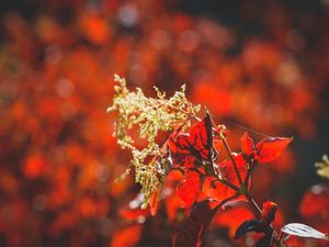 GOLDEN GARDEN (I)