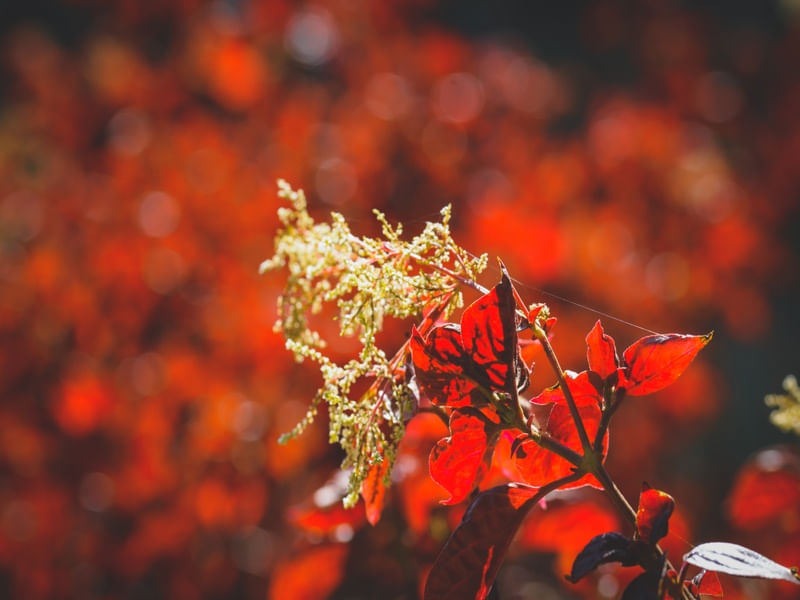 GOLDEN GARDEN (I)