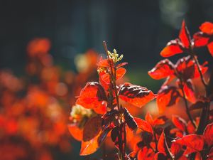 GOLDEN GARDEN (II)