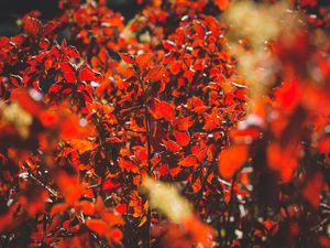 GOLDEN GARDEN (III)