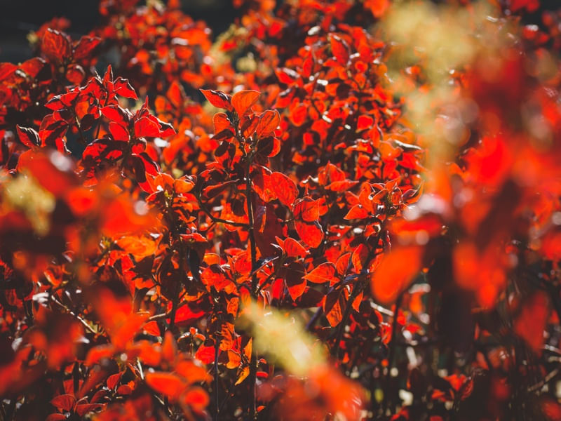 GOLDEN GARDEN (III)