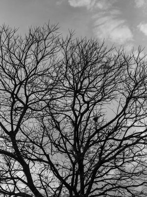 GALHOS BW