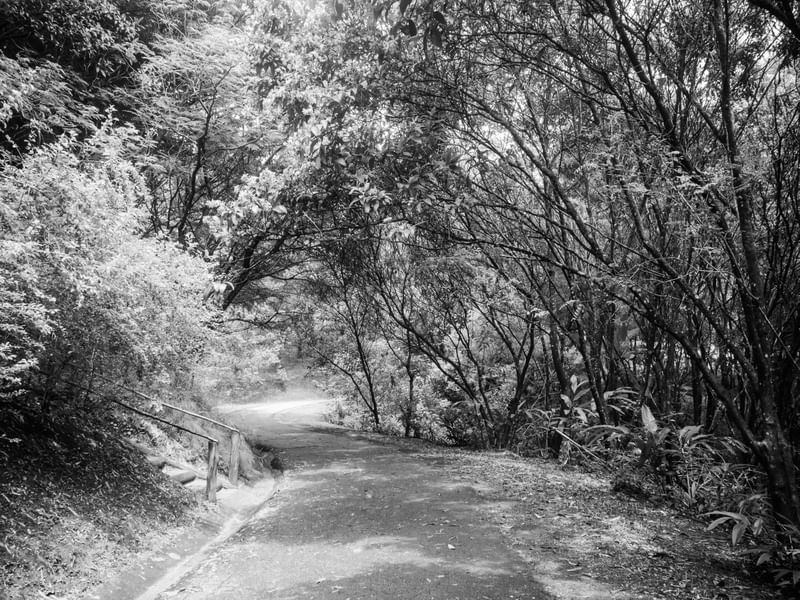 ESTRADA ENTRE ARVORES_EM