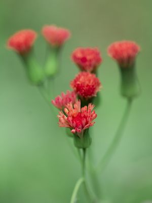 PEQUENAS VERMELHAS