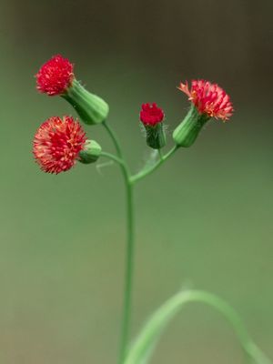 PEQUENAS VERMELHAS 2