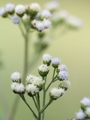 DETALHES IMPORTAM 01