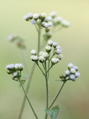 DETALHES IMPORTAM 2