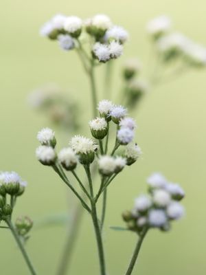 DETALHES IMPORTAM 3