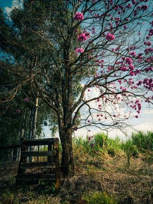 CERCA E PAINEIRA ROSA