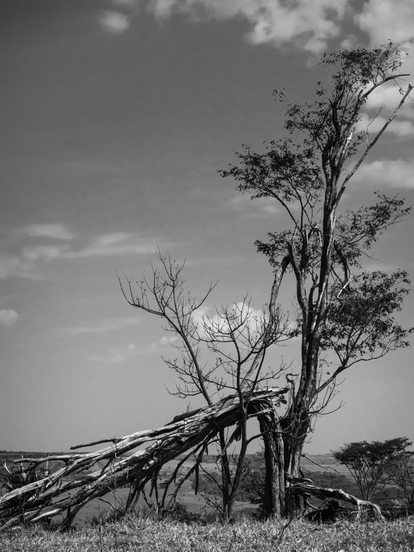 A FORÇA DA NATUREZA