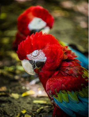 ARARA DE OLHOS FECHADOS