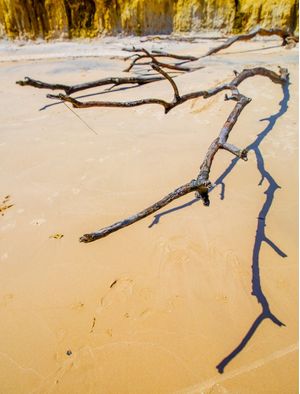 ARVORE SECA NA PRAIA