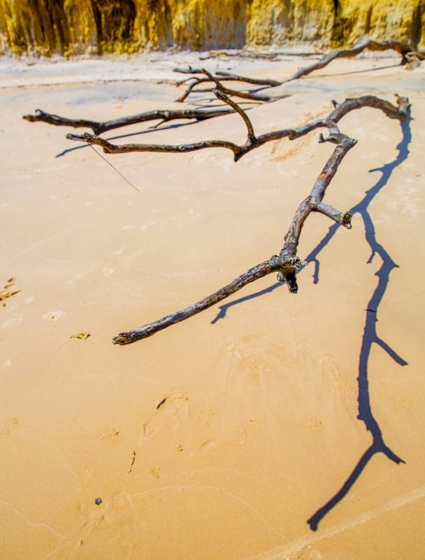 ARVORE SECA NA PRAIA