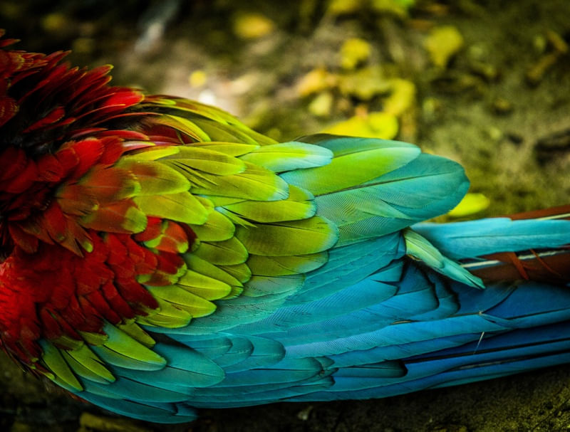 PENAS DE ARARA COLORIDA