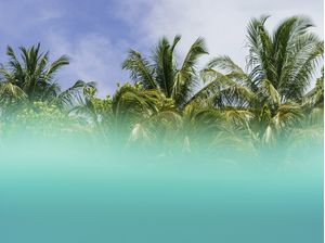 VISUAL MENTAWAI