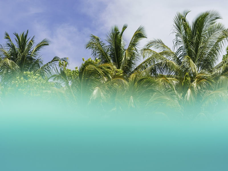 VISUAL MENTAWAI