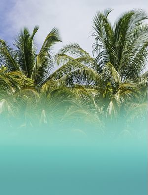 VISUAL MENTAWAI II