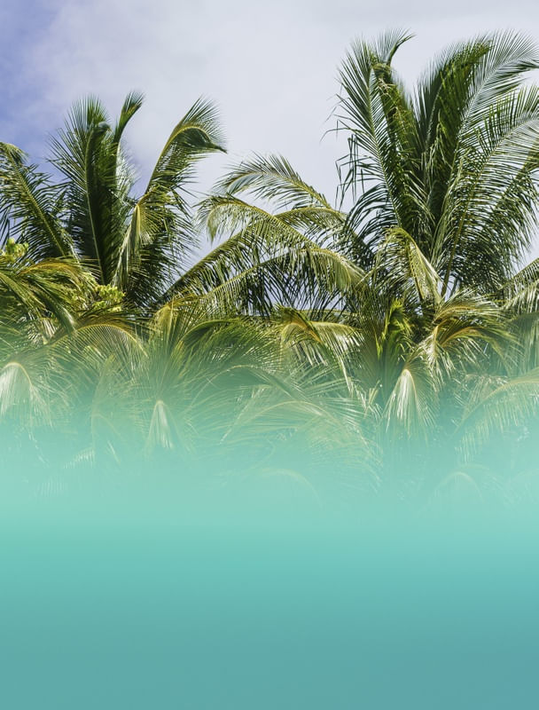 VISUAL MENTAWAI II