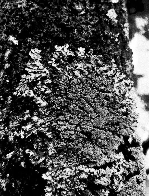 LIQUEN TEXTURA