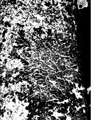 LIQUEN 3