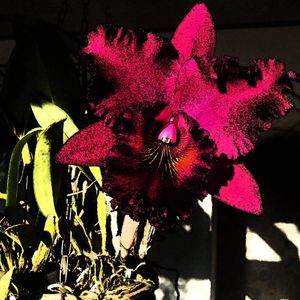ORQUÍDEA POP