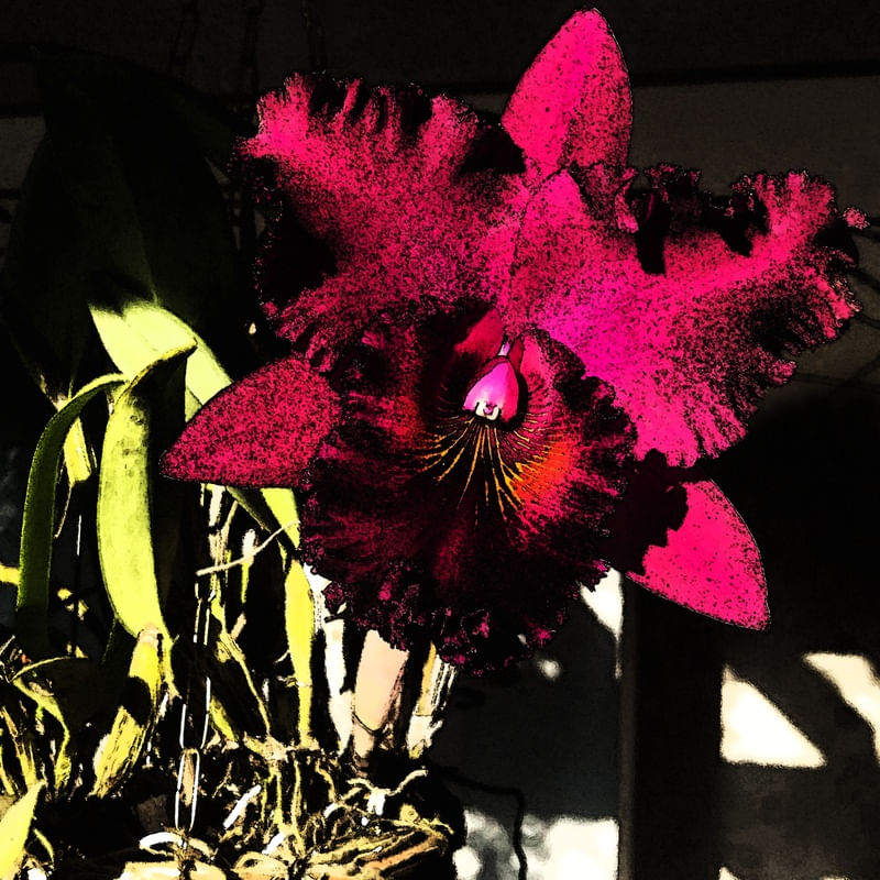 ORQUÍDEA POP