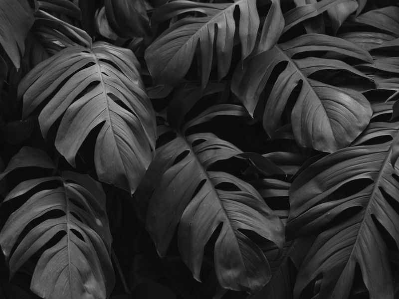 NATUREZANEGRA 1