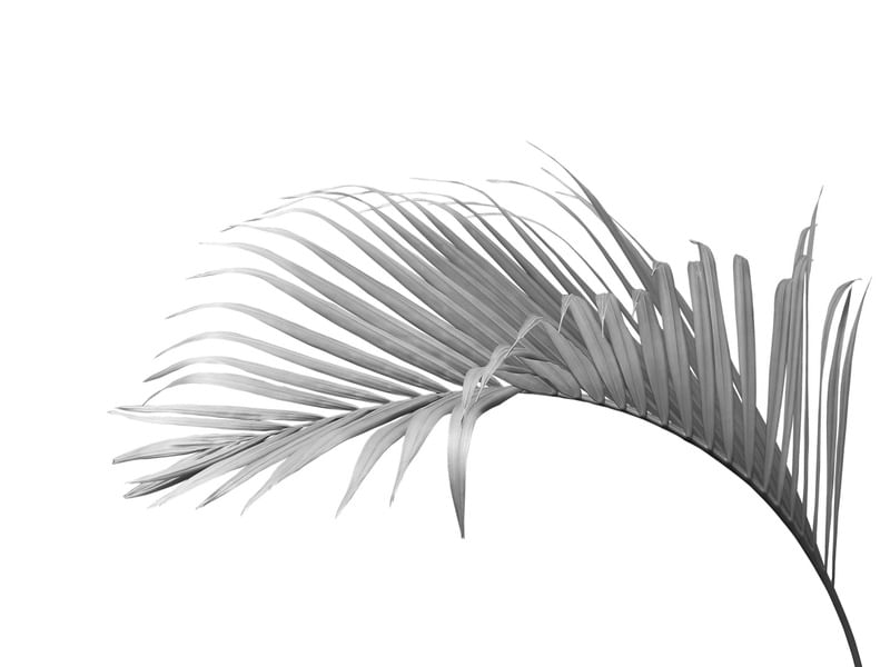 NATUREZANEGRA 2