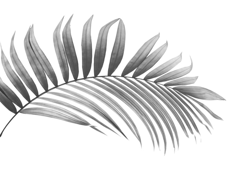 NATUREZANEGRA 3