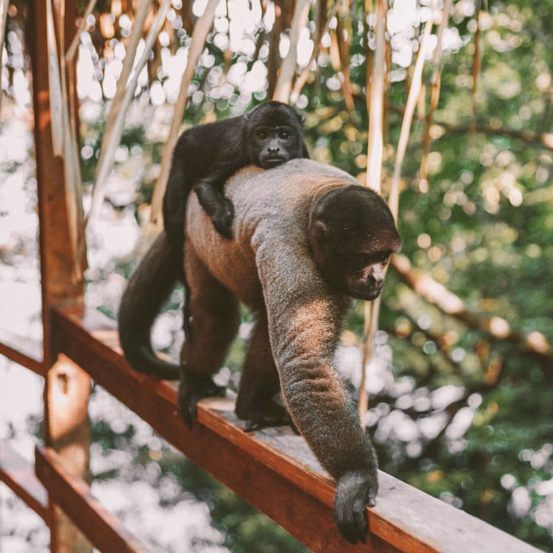 AMAZON MONKEYS