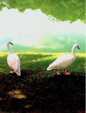 OS CISNES NO LAGO
