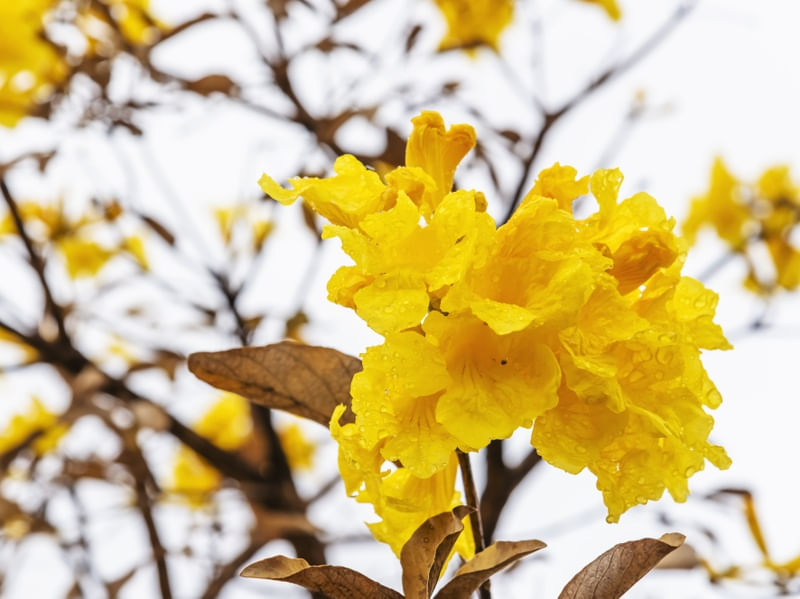 FLORES DE IPÊ AMARELO