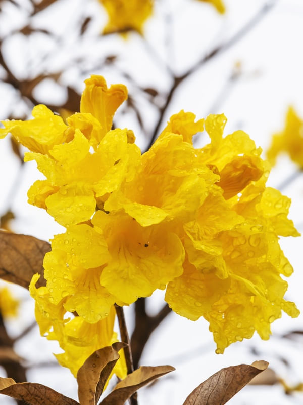 FLOR DE IPÊ AMARELO VERTICAL