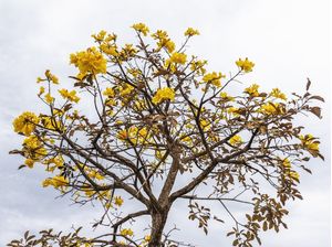 IPÊ AMARELO DO CERRADO