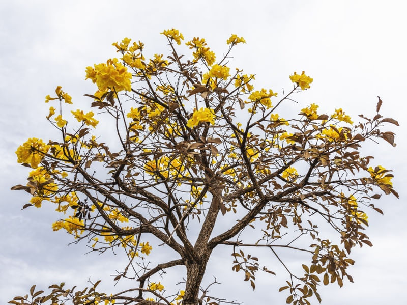 IPÊ AMARELO DO CERRADO