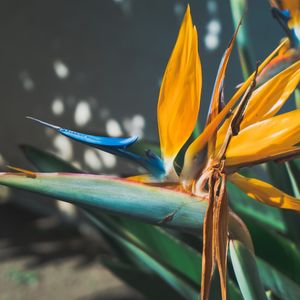 FLOR BEIJA FLOR QUADRADO