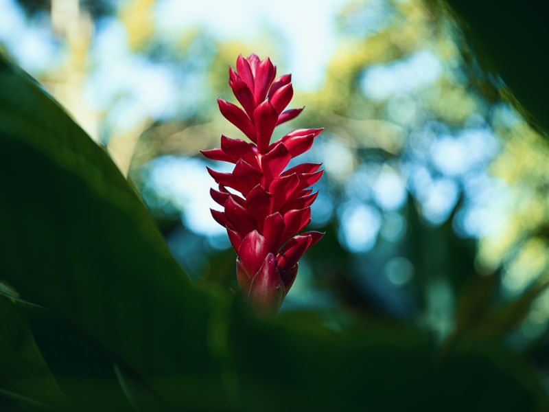 RED SINGLE FLOWER