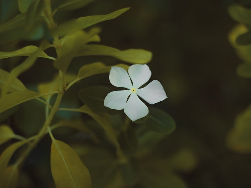 A FLOR DA PAZ