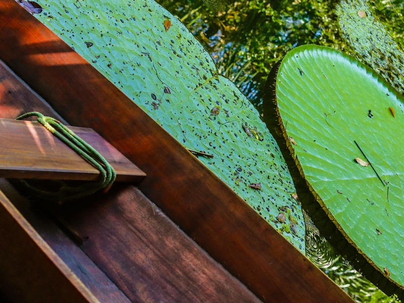 LAGOA DA VITORIA REGIA