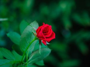 LINDA ROSA