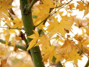PALMATUM