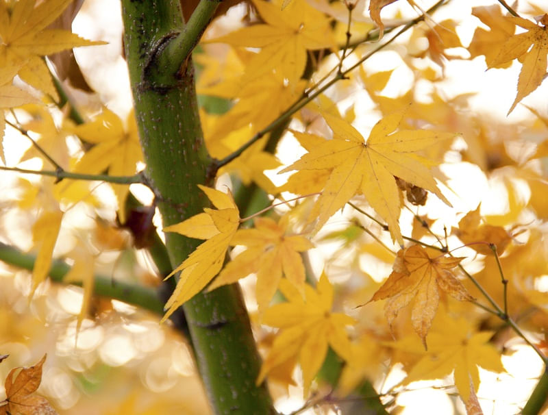 PALMATUM