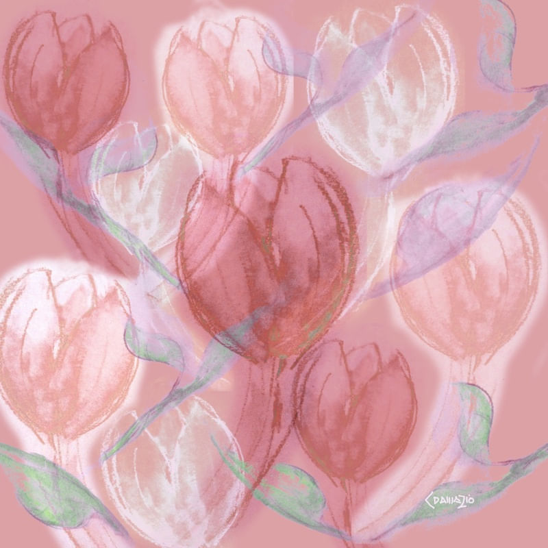 TULIPA_MANHÃ_ROSA