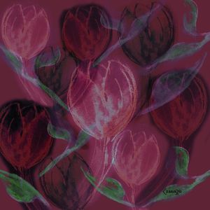 TULIPA_NOITE_ROSA