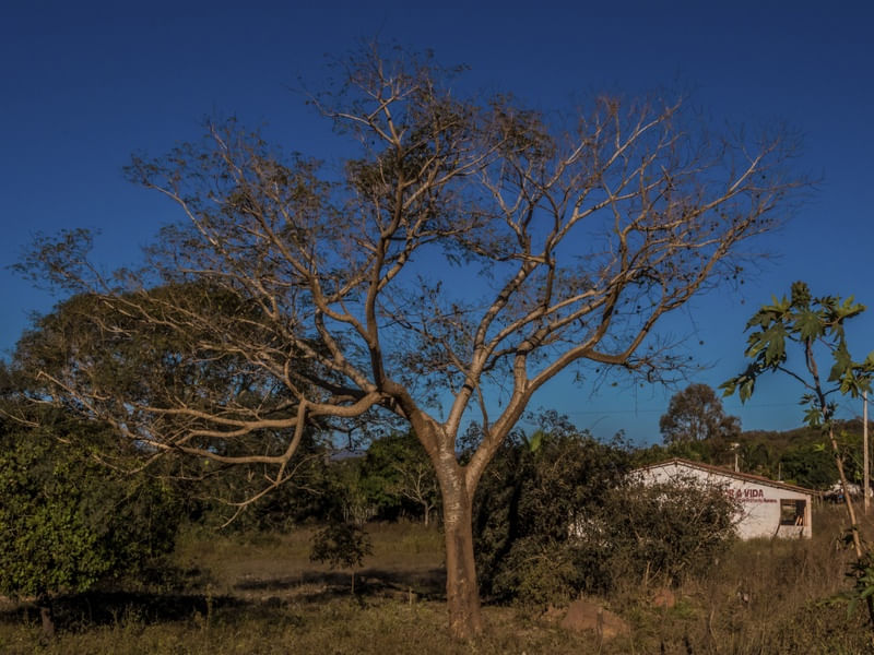 PAISAGENS DO SERTÃO _ CARNAUBAL