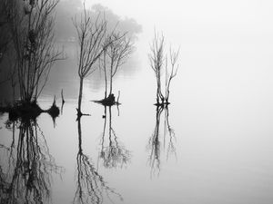 REFLEXOS NA NEVOA