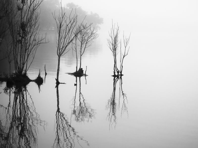 REFLEXOS NA NEVOA